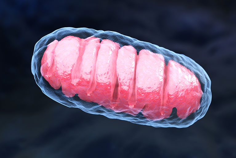 How To Hack Your Mitochondria For Longer Healthy Life